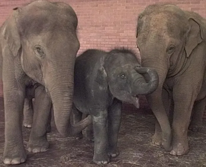 : Elephants playing at Twycross Zoo. 1998 : Elephants playing at Twycross Zoo. 1998
