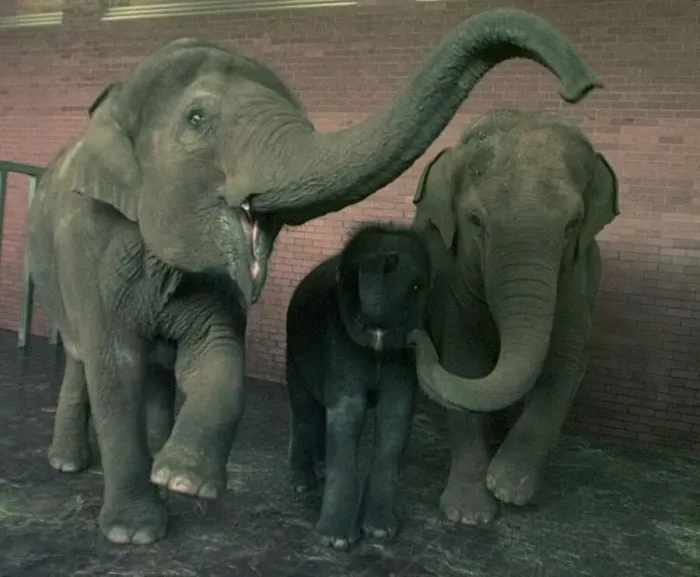 Framed Print : The elephants at Twycross Zoo meet their newest resident. 1998 Framed Print : The elephants at Twycross Zoo meet their newest resident. 1998