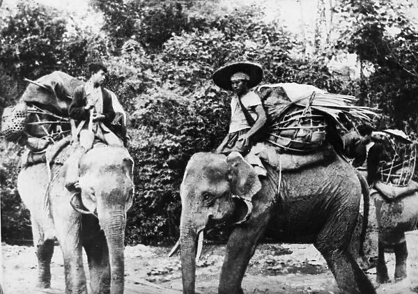 Elephants used by Allied Forces during the Burma Campaign in World War Two for labour
