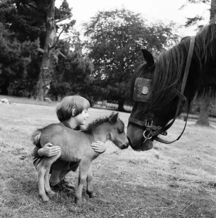 Framed Print : Eleven-year-old Fairy Fly, 26 inches high and the smallest Shetland pony in the world