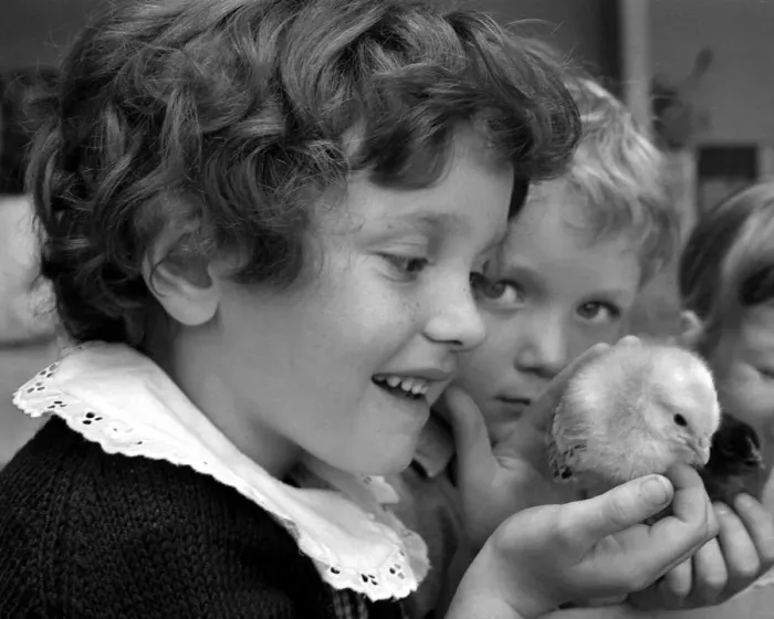 Framed Print : Elizabeth Griffin holding a fluffy chick which hatched in her classroom at Mount Nod Framed Print : Elizabeth Griffin holding a fluffy chick which hatched in her classroom at Mount Nod