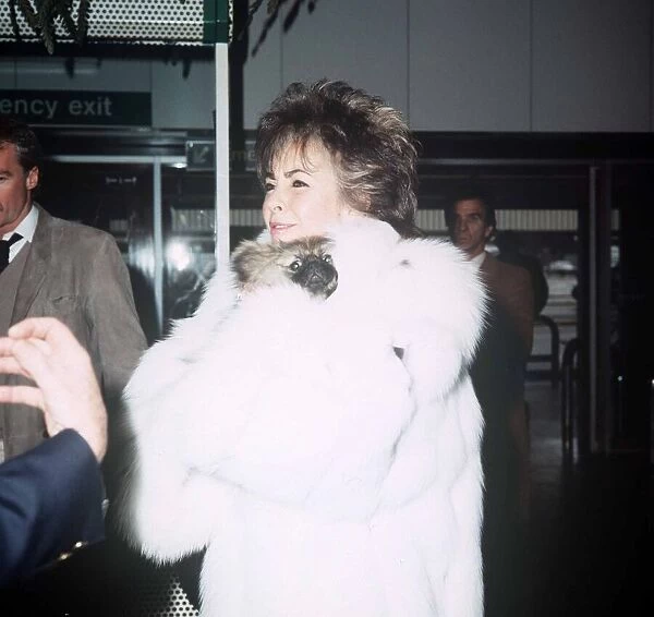 Elizabeth Taylor actress at Heathrow Airport with Pekingese Puppy March 1985