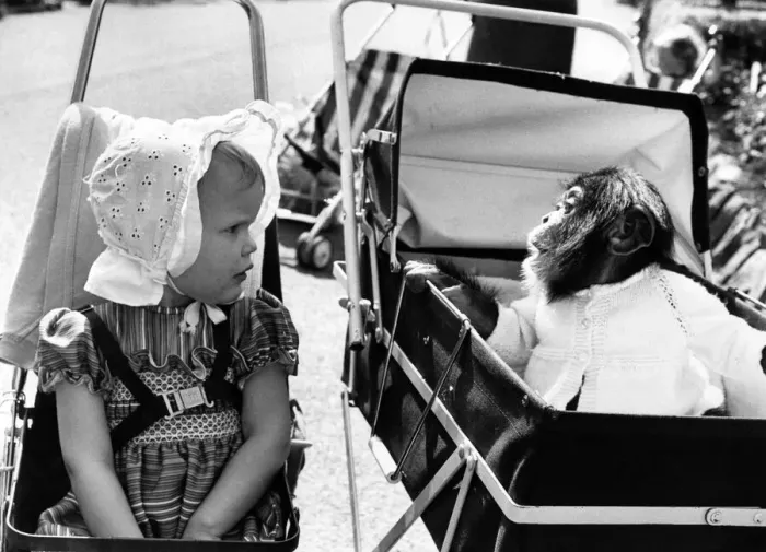 Framed Print : Empathy amongst the apes: Chad the baby chimp begs for Natalie Daniels bottle Framed Print : Empathy amongst the apes: Chad the baby chimp begs for Natalie Daniels bottle