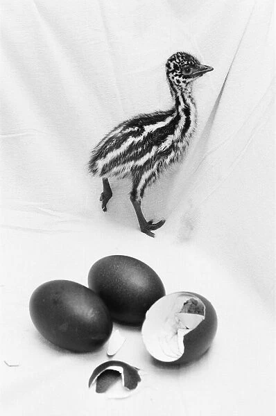 Emu chick seen here at Chester Zoo shortly after hatching 11th February 1988