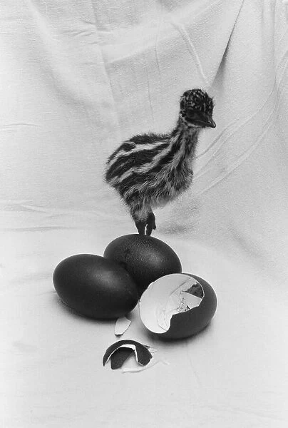Emu chick seen here at Chester Zoo shortly after hatching 11th February 1988