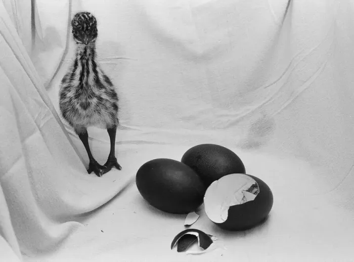 Framed Print : Emu chick seen here at Chester Zoo shortly after hatching 11th February 1988 Framed Print : Emu chick seen here at Chester Zoo shortly after hatching 11th February 1988