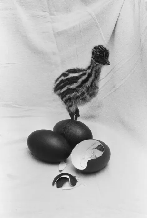 Framed Print : Emu chick seen here at Chester Zoo shortly after hatching 11th February 1988 Framed Print : Emu chick seen here at Chester Zoo shortly after hatching 11th February 1988
