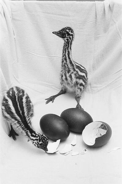 Emu chicks seen here at Chester Zoo shortly after hatching 11th February 1988