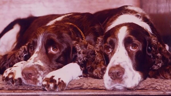 English springer spaniels wait patiently at Crufts Dog show. 10th January 1992