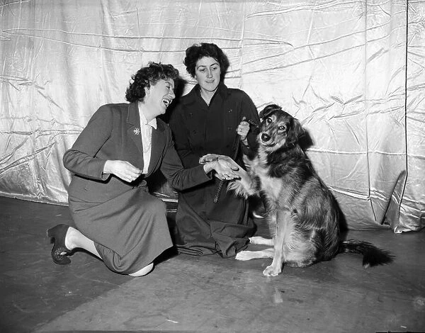 Enid Blyton (far left) shakes hand with the dog selected for the part in '