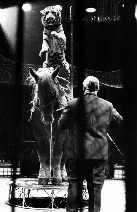 Framed Print : Entertainment Animal Circus December 1969 Harry Bella Horse riding Tiger rides sam