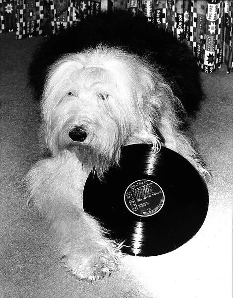 Entertainment Animal dog February 1987 Dog holding a vinyl record