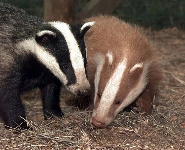 Eric the red badger cub with his playmate Erica a traditionally coloured cub at the Vale