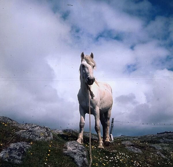 Eriskay pony June 1972 Prince an Eriskay stallion shipped to outer Hebrides to save a