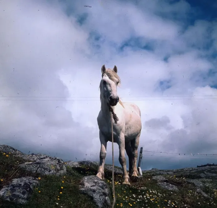 Framed Print : Eriskay pony June 1972 Prince an Eriskay stallion shipped to outer Hebrides to save a Framed Print : Eriskay pony June 1972 Prince an Eriskay stallion shipped to outer Hebrides to save a