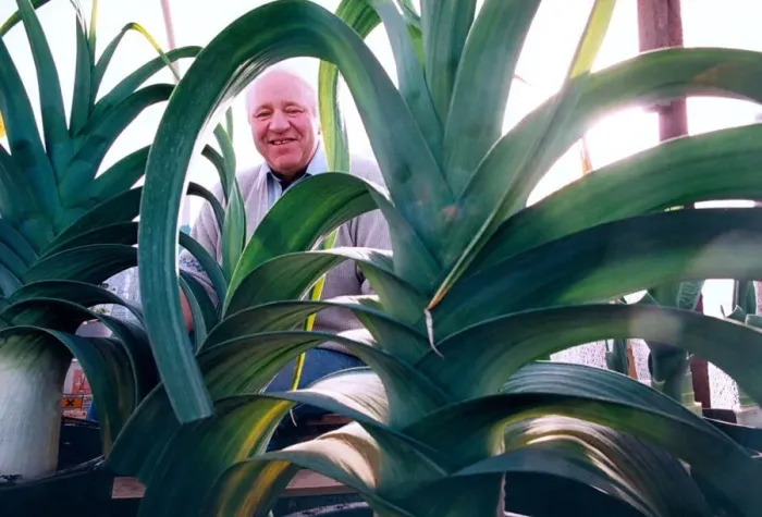 Framed Print : Ernie Lightfoot chairman of the National Pot Leek Society with his prize leeks in October