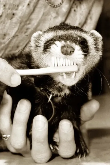 Framed Print : erret having its teeth cleaned with a toothbrush May 1982 Chips the ferret