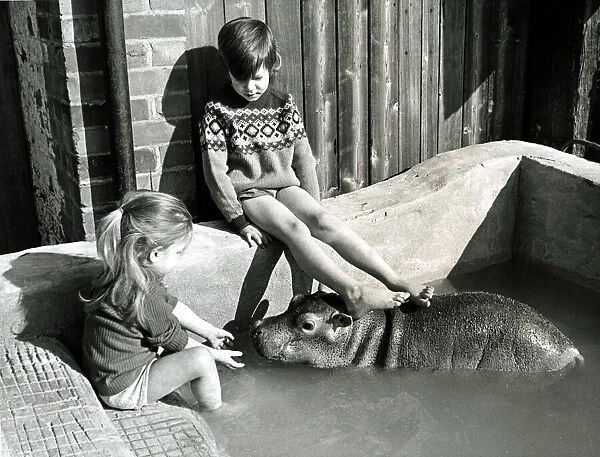 Esme the hippo - the first hand-reared hippopotamus in Britain - plays with the Cawley