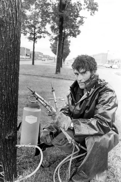 Framed Print : Estate worker Stan Chesteron turns tree surgeon and injects Framed Print : Estate worker Stan Chesteron turns tree surgeon and injects