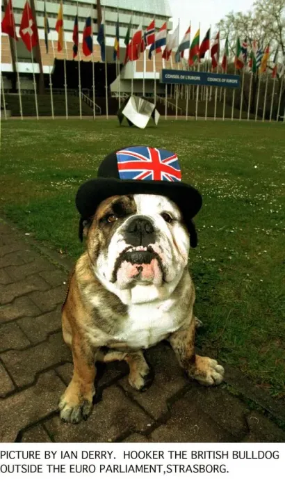 Framed Print : Eurocrat try to ban Bulldog Breed because it has too many physical defects Framed Print : Eurocrat try to ban Bulldog Breed because it has too many physical defects