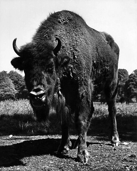 A European bison poses warily for his portrait. His coat seems ragged as he prepares for