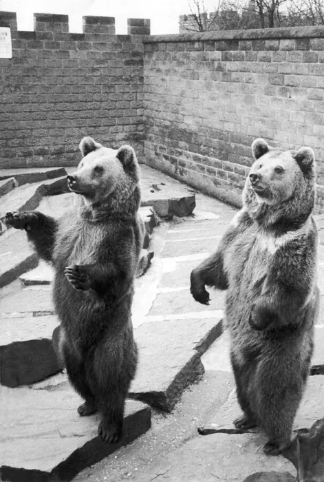 Framed Print : The European Brown Bears at Belle Vue Zoo, Manchester, seen here begging for food