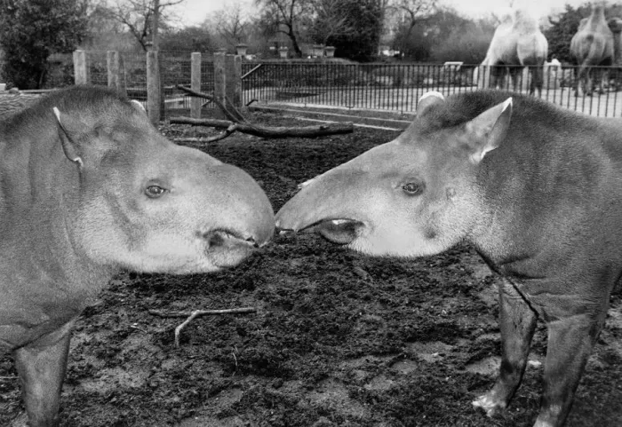 Framed Print : Eva the brazilian tapir at London Zoo has been separated from her boyfriend for nearly a