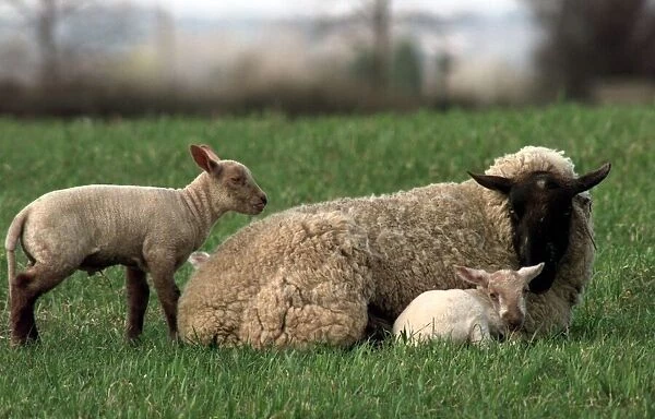 A Ewe watches protecively over her new born lambs in the village of Sutton Maddock near