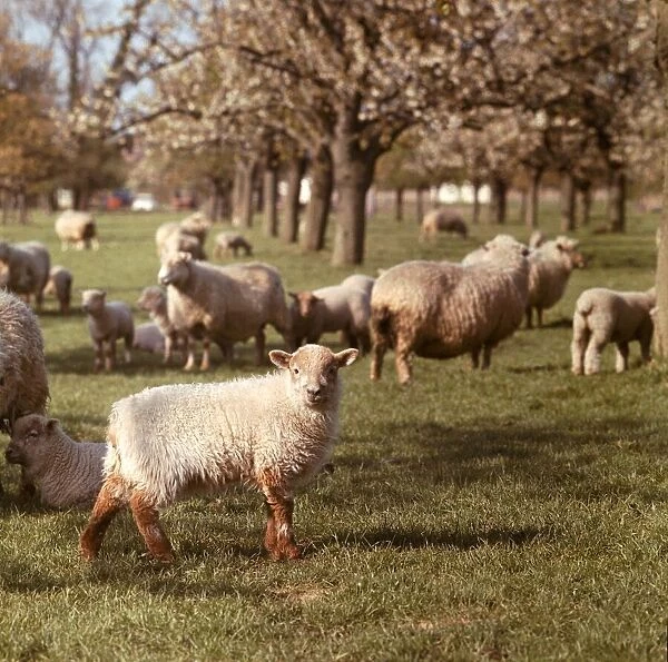 Ewes and Lambs in an orchard near Faversham, Kent. May 1967 A©Mirrorpix