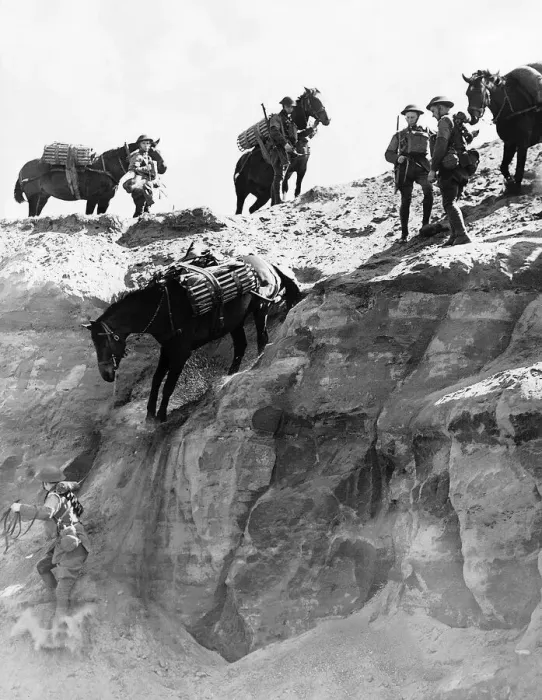 Framed Print : Ex-cavalrymen and ex-cavalry horses reunited for special service duties in a pack Framed Print : Ex-cavalrymen and ex-cavalry horses reunited for special service duties in a pack