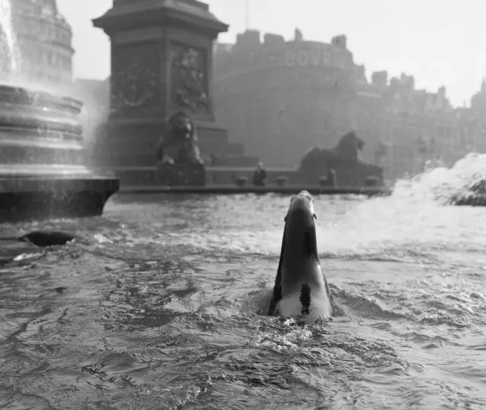 Framed Print : It was exactly 11. 50am on a cold bright morning at Trafalgar Square when four 8 year old