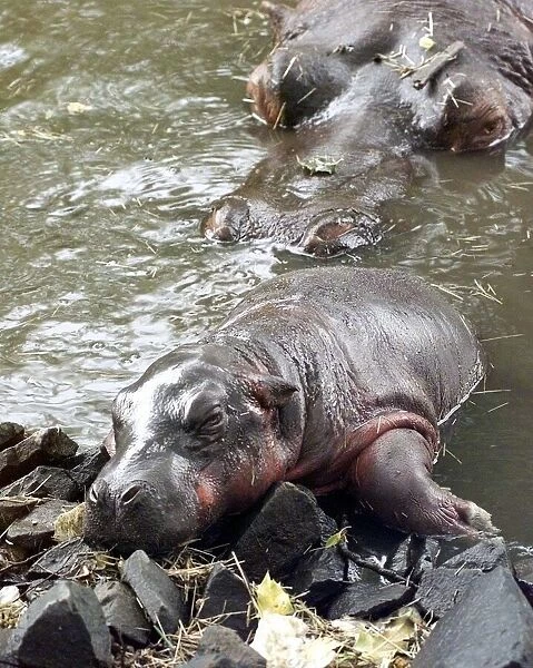 The exhausted baby hippo with mother in backgrounds at the West Midland Safari Park