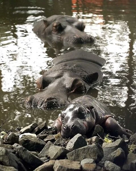 The exhausted baby hippo and mother and father at the West Midland Safari Park, Bewdley