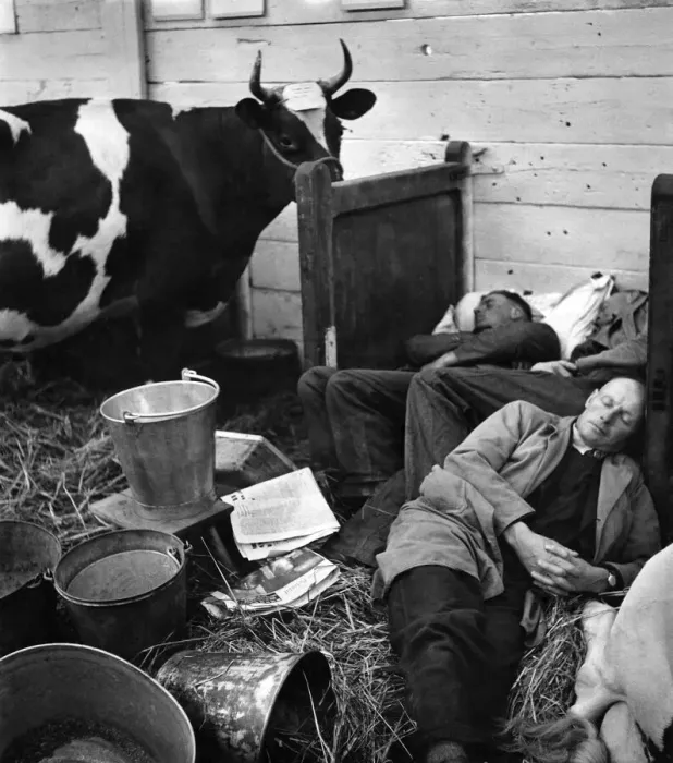 Framed Print : Exhibitors preparing for the Horticultural Exhibition exhausted after settling their cows