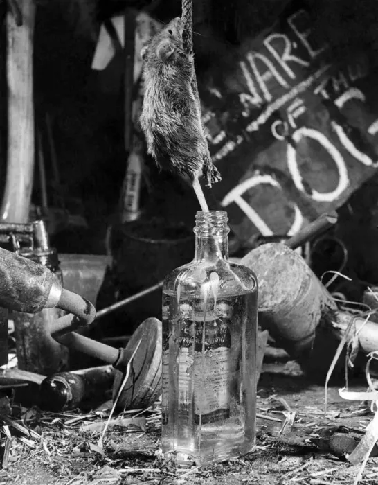 Framed Print : Being extra cautious not to knock over the valuable bottle of oil which no doubt will Framed Print : Being extra cautious not to knock over the valuable bottle of oil which no doubt will