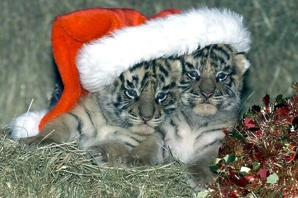With eyes open just in time for Christmas, tiger cubs 'Santa'and '