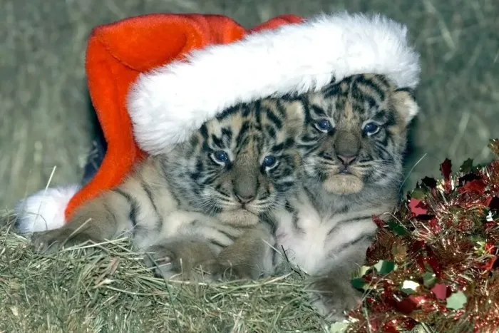Framed Print : With eyes open just in time for Christmas, tiger cubs Santa'and