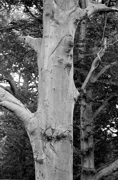 Face of Jesus Christ on side of tree October 1979