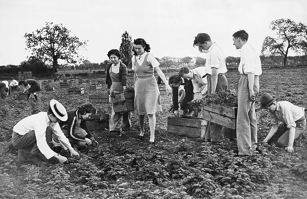 Factory girls and Harrow schoolboys pick vegetables during the Second World War