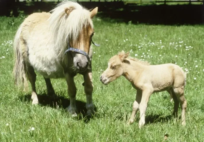 Framed Print : Falabella miniature horse Sandstorm with her one hour old foal Angelica at Kilverstone Framed Print : Falabella miniature horse Sandstorm with her one hour old foal Angelica at Kilverstone