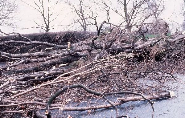 Fallen trees as a result of storm damage in Scotland February 1990