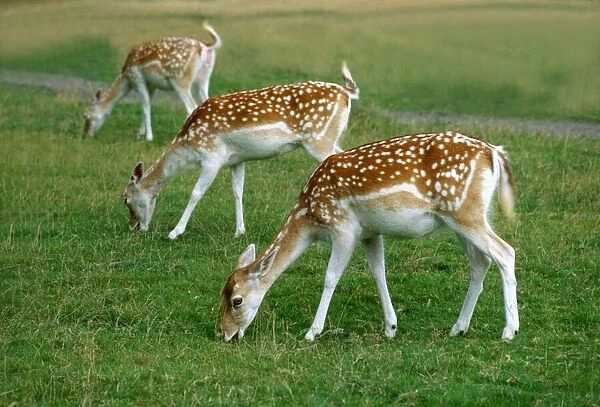 Fallow deer eating grass in the fields January 1980