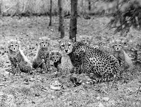 A family of cheetahs in the forest, mother and five young cubs