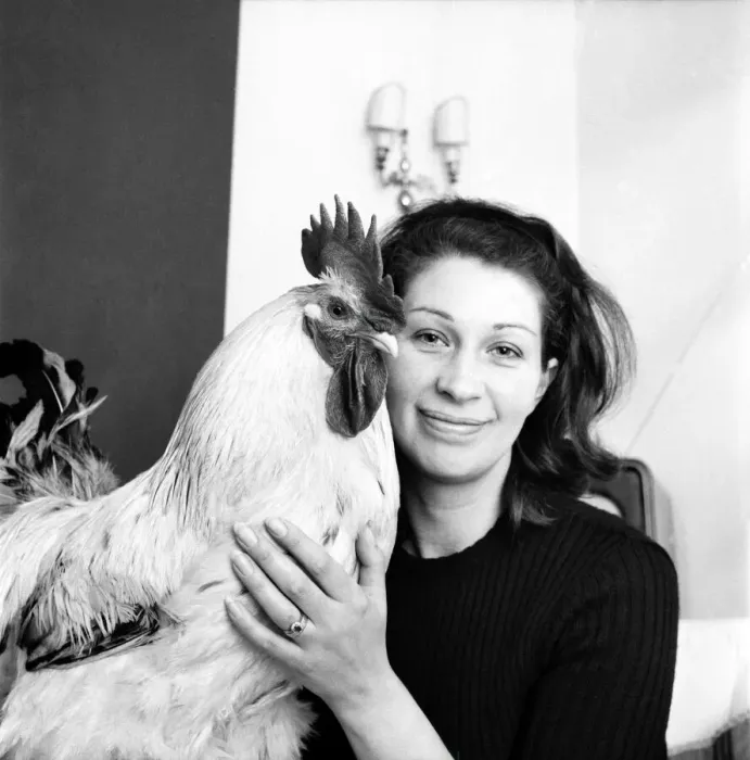 Framed Print : Family pet Cockerel. 1964 C123-002