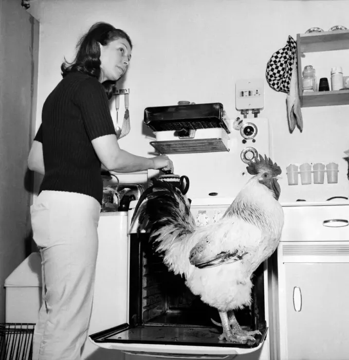 Framed Print : Family pet Cockerel. 1964 C123-005 Framed Print : Family pet Cockerel. 1964 C123-005