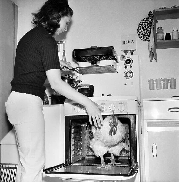 Family pet Cockerel. 1964 C123-006