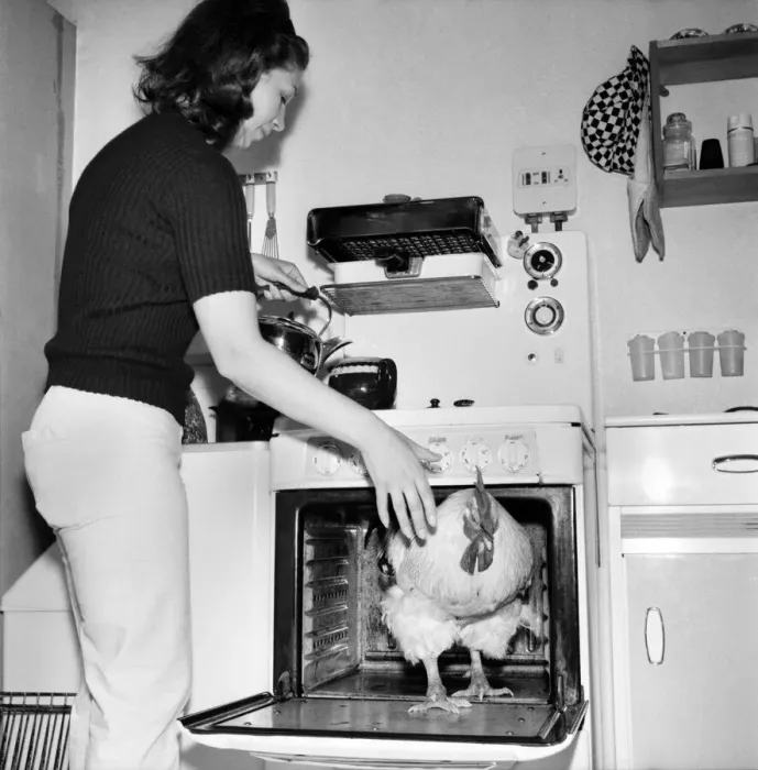 Framed Print : Family pet Cockerel. 1964 C123-006