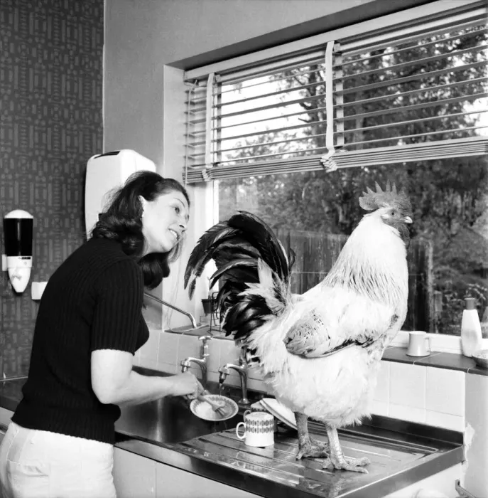 Framed Print : Family pet Cockerel. 1964 C123-008