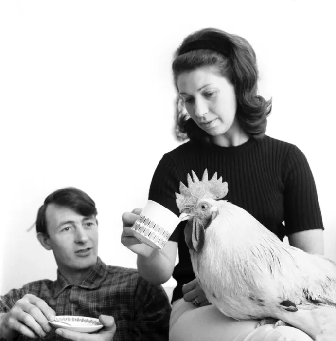 Framed Print : Family pet Cockerel. 1964 C123-011