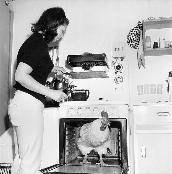 Family pet Cockerel. 1964 C123-012